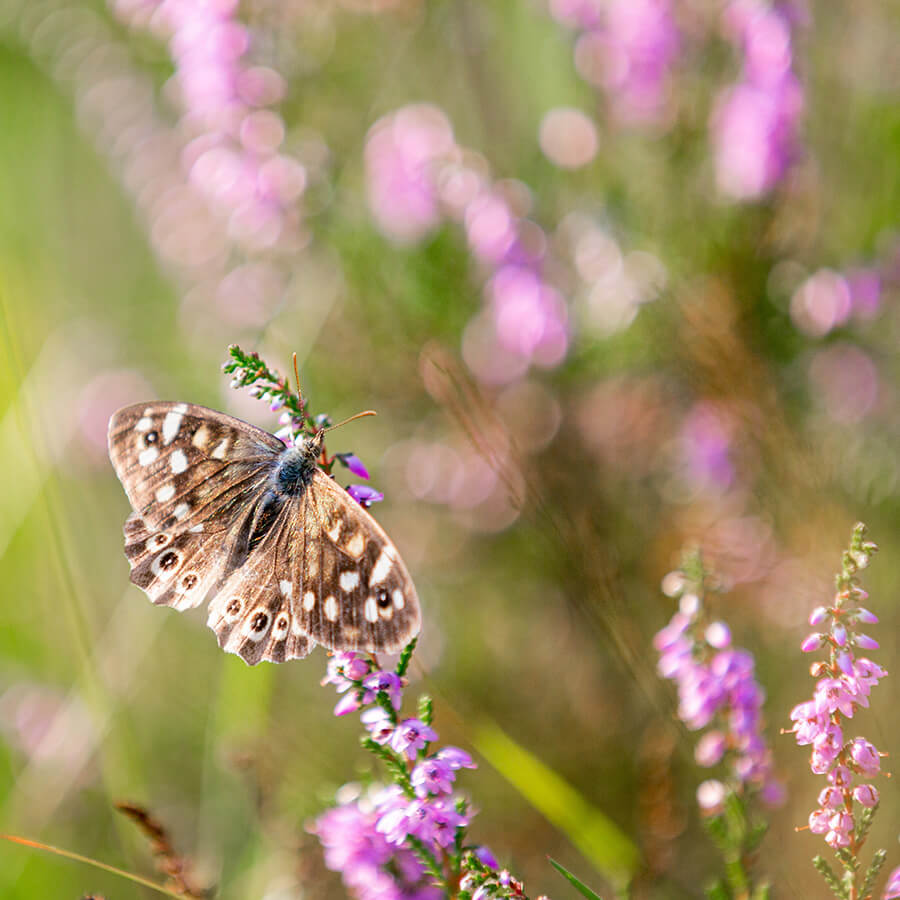 fotograferen in juni vlinders