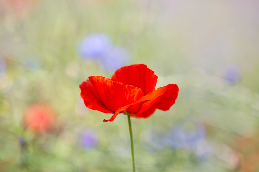FF_klaprozen-fotograferen-tips-1 klaprozen fotograferen