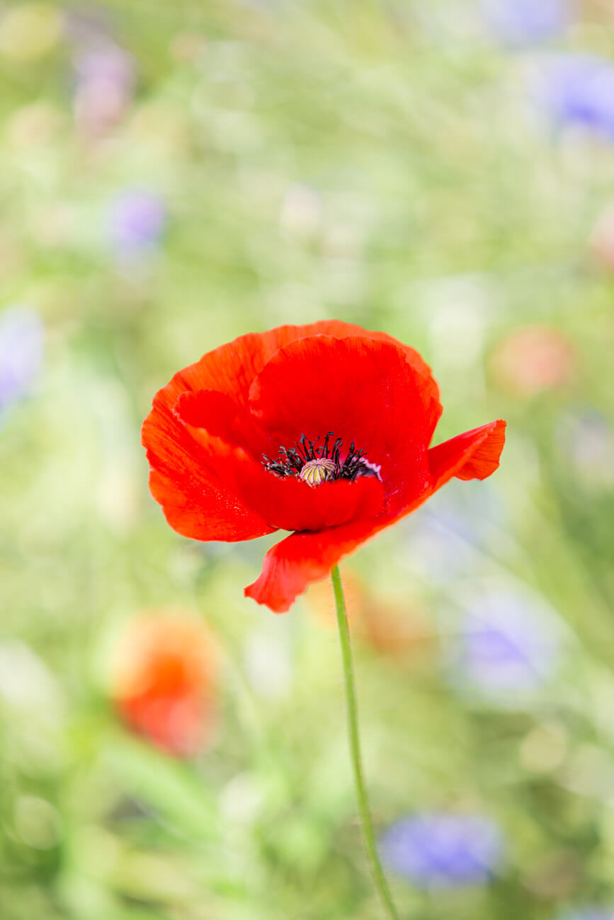 foto van bloem maken