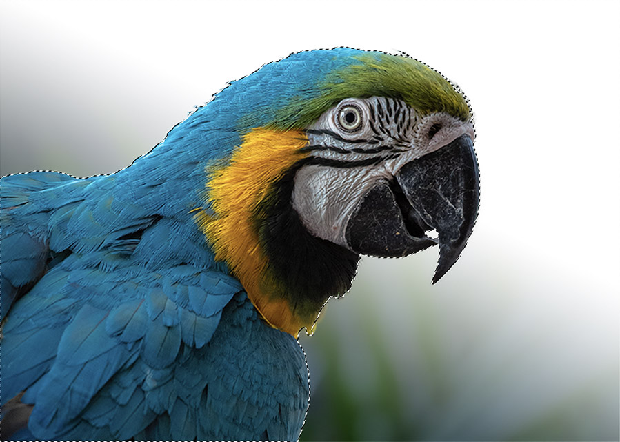 FF_tutorial-onderwerp-selecteren-photoshop_1 selecties maken in photoshop