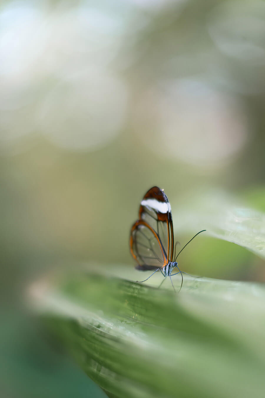 vlinder foto maken