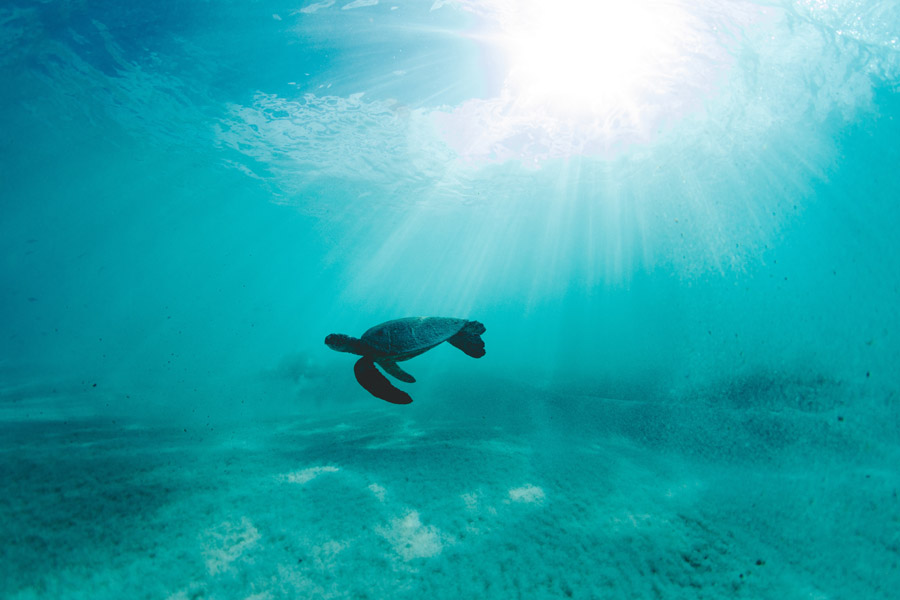 onderwaterfotografie tips