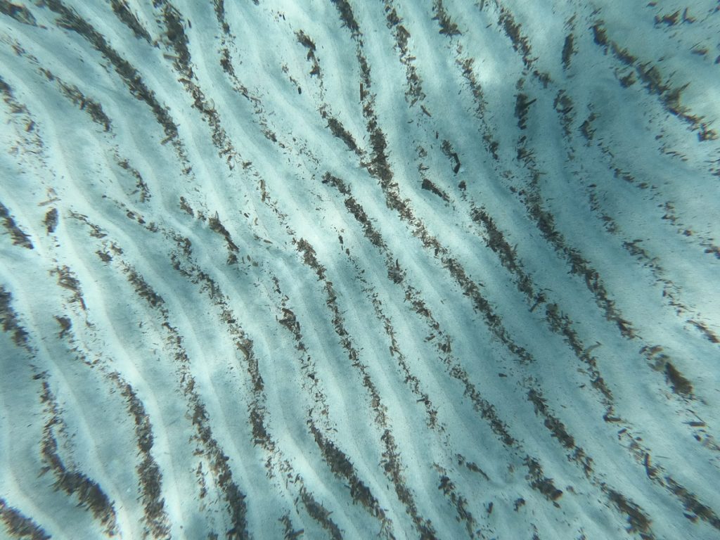 fotograferen koraal