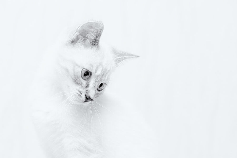 fotografie techniek high key