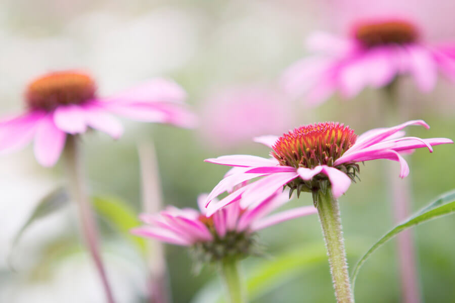 bloemen fotograferen