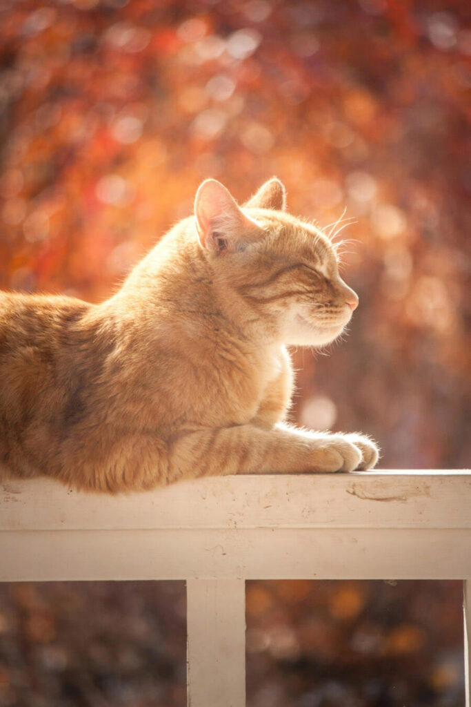 Katten fotografie