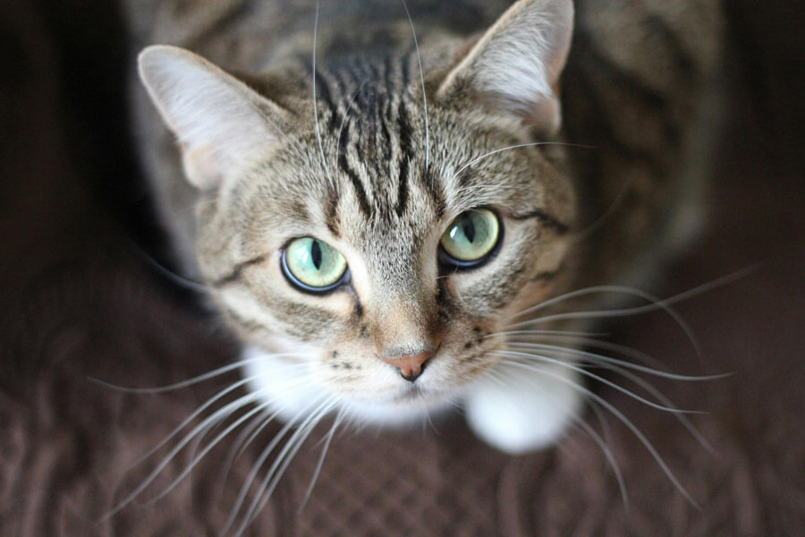 perspectief bij katten fotografie