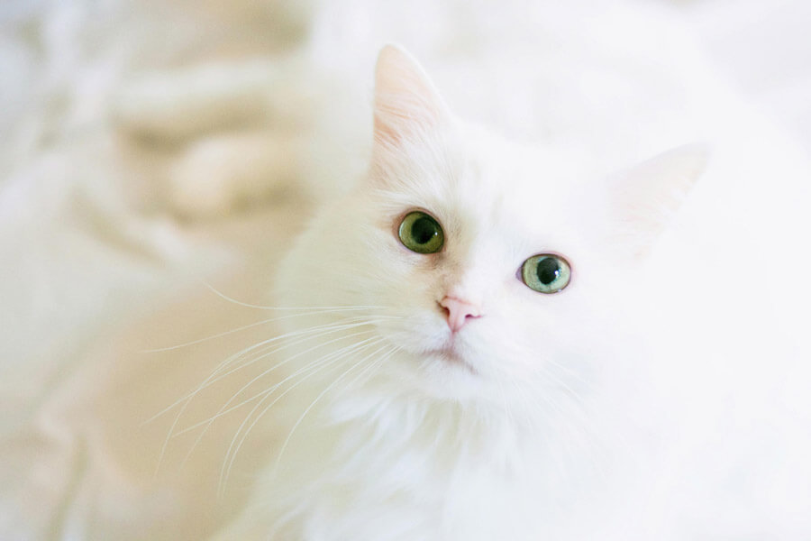 high key fotografie met katten