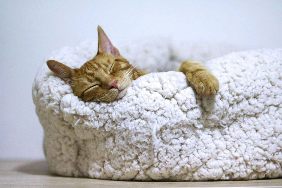 Katten fotografie met props
