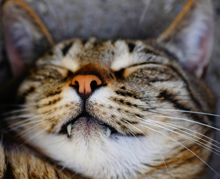 Katten fotografie details vastleggen