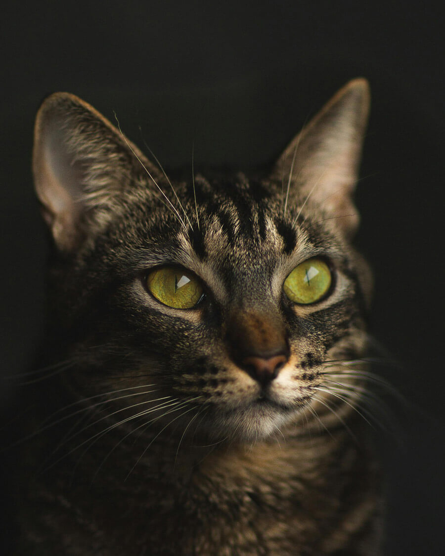 Focus op de ogen bij katten fotografie