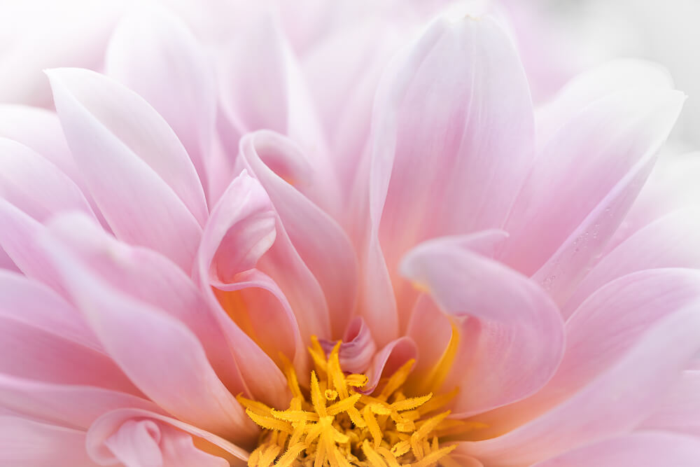 tips voor creatieve macrofotografie