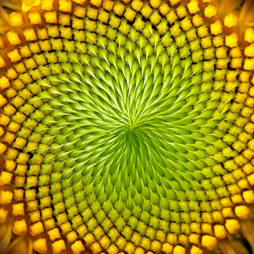 abstracte natuurfotografie met macrolens