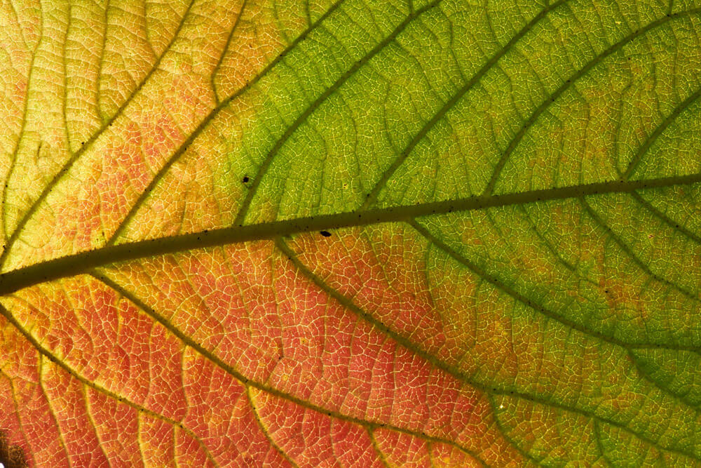 abstracte foto's maken in de natuur