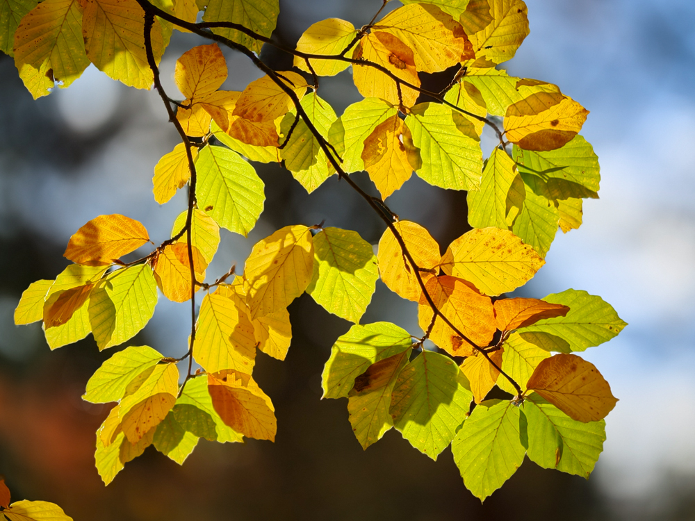 OPPO Find X9 Pro camera review