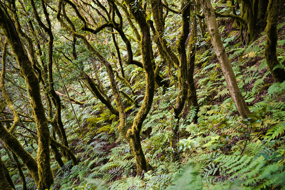 Rural de Anaga bos op Tenerife fotograferen
