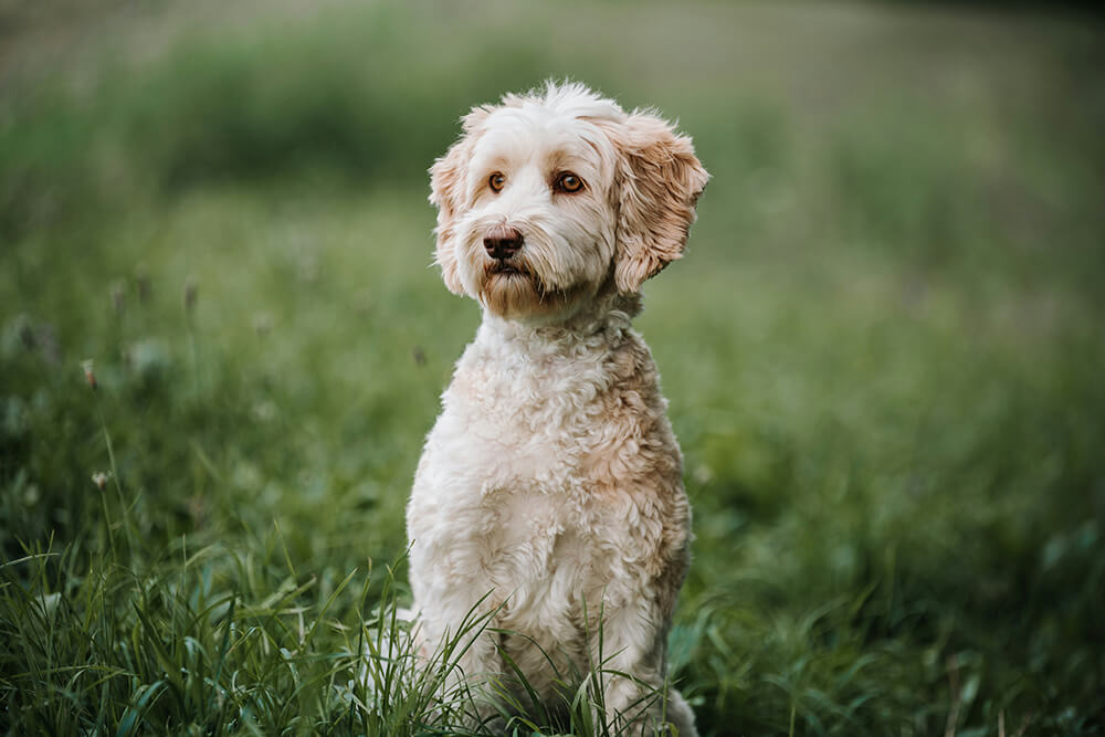 FF_huisdierenfotografie-labradoodle-maltipoo-1 huisdierenfotografie