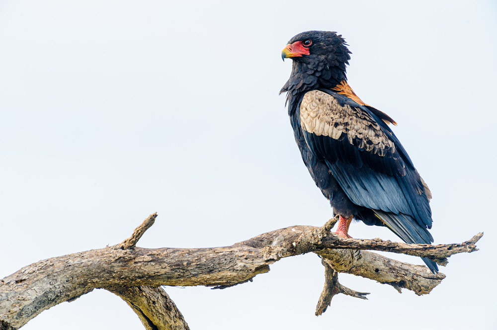 roofvogels fotograferen op safari
