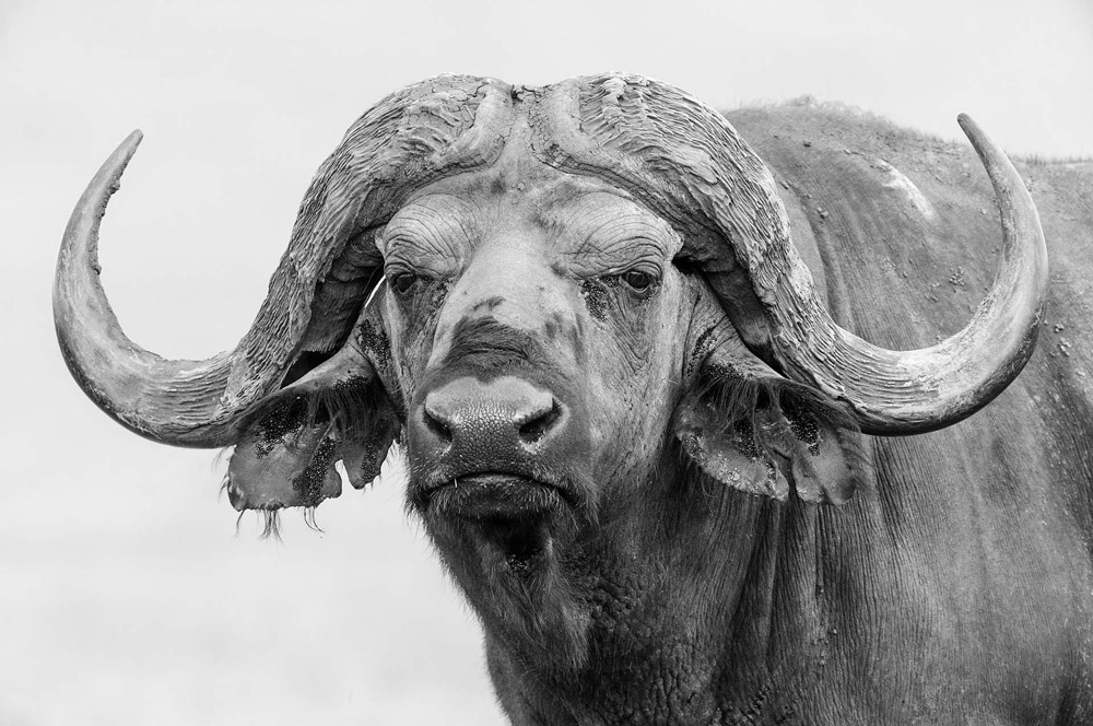 tips voor wildlife fotografie