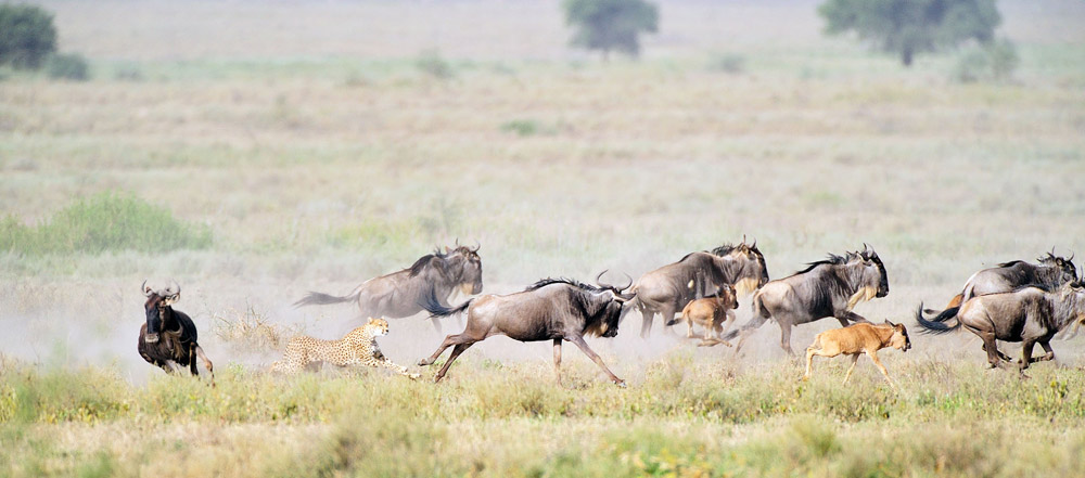 Safari fotografie door Martin van Lokven