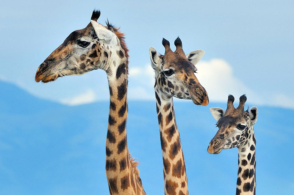 giraffes-martin-van-lokven Safari fotografie door Martin van Lokven