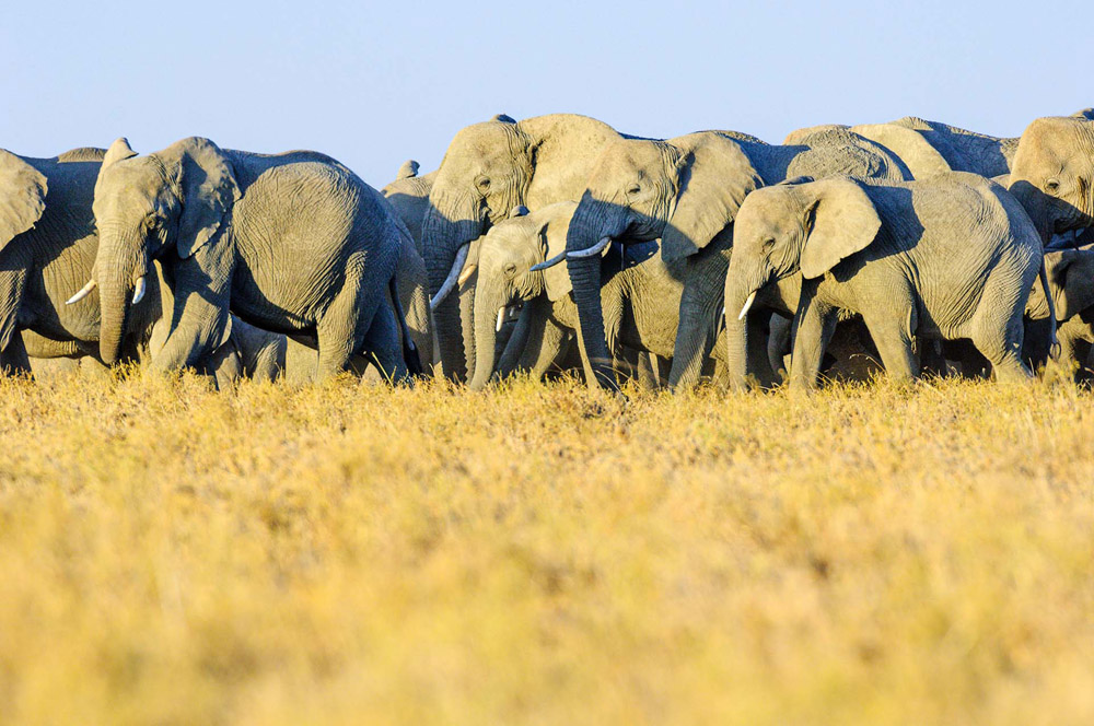 praktische tips voor safari fotografie
