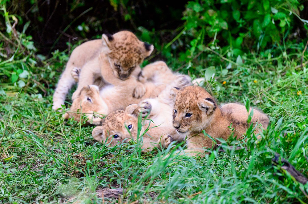 The big five fotograferen op safari